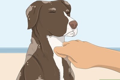 How to Stop Reverse Sneezing in Dogs
