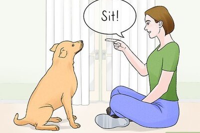 How to Teach Your Dog to Dance
