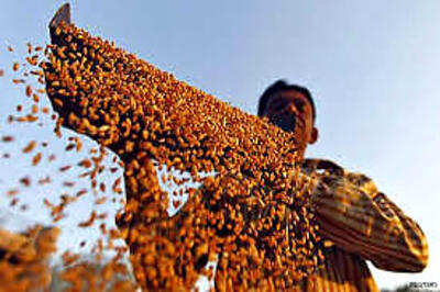 India lifts domestic wheat purchase price by 3.6 per cent