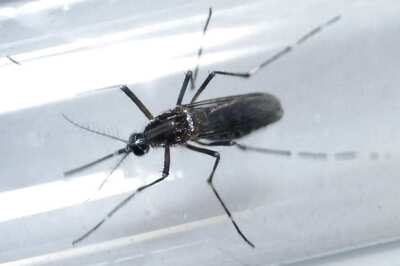 115 Zika Cases in Singapore, First Pregnant Woman Diagnosed