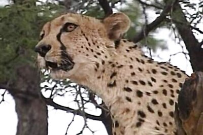 MP tells Centre to foot Rs 260 crore bill to import Cheetas from Africa