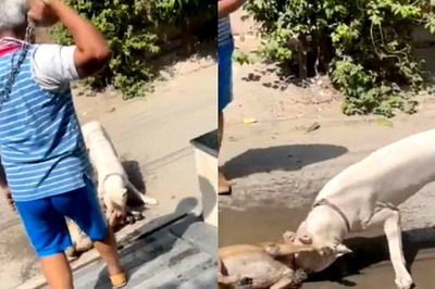 Pet Pit Bull Feeds on Stray Dog in Noida in Terrifying Video, Scares Residents