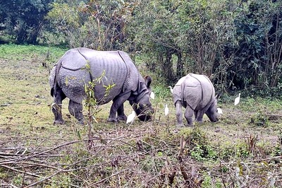 One Injured in Rhino Attack, Another in Firing by Forest Guards in Assam
