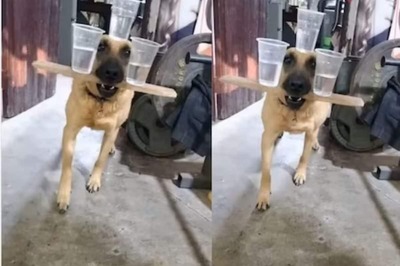 Watch: Dog Walks Balancing Three Glasses Of Water And Internet Can't Take Its Eyes Off It