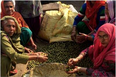 Women in Punjab Make a Living From Their Backyard Forest and also Conserve it