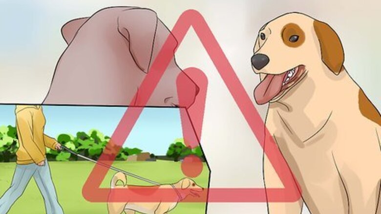 How to Prevent Dog Flu