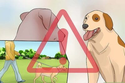 How to Prevent Dog Flu