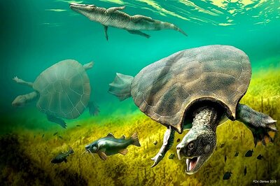 Fossils Suggest Car-sized Prehistoric South American Turtle Was Built for Battle
