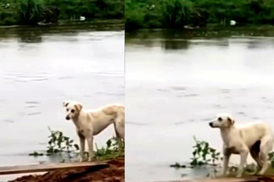 Watch: Dog’s Reaction To Man Helping It Cross A Bridge Is Unmissable