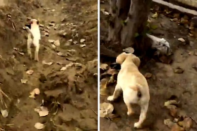 Boy's Hilarious Quest To Get Vlogging Mic From Puppy Will To Make Your Day