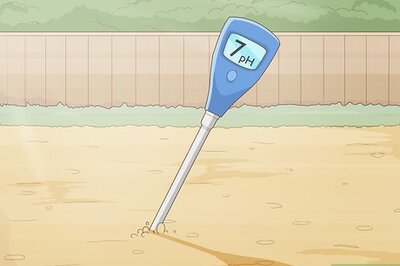 How to Divide and Transplant Daylilies