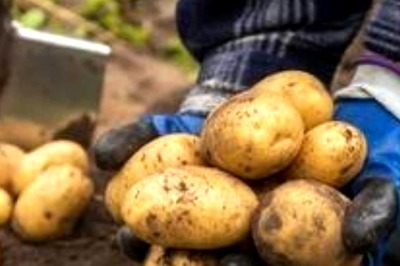 Potato Harvest: When Is The Right Time To Dig Out It Out?