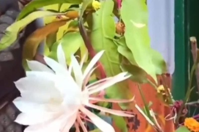 In AP’s Kakinada District, Locals Worship A Blooming Brahma Lotus