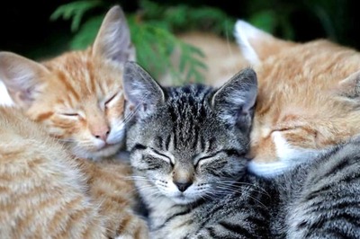 Some Tips to Take Care of Your Kitty During The Monsoon Season