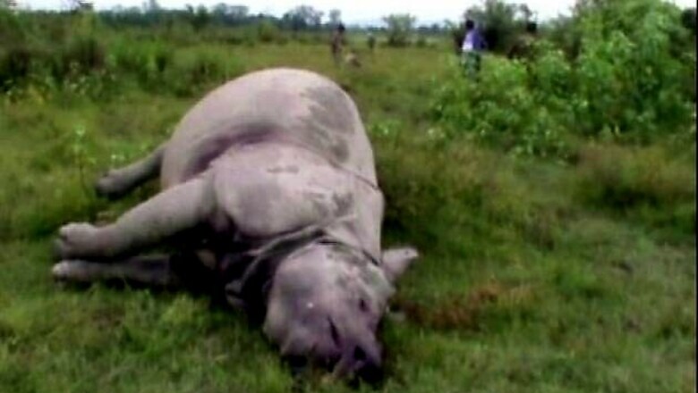 Assam: 2 rhinos killed in Kaziranga National Park