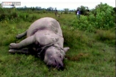 Assam: 2 rhinos killed in Kaziranga National Park
