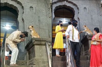 WATCH: Dog 'Blesses' Devotees and Shakes Hands at Maharashtra Temple in This Adorable Video