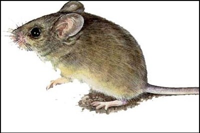 Bags destroyed by rats during journey; Railways to pay Rs 15,000