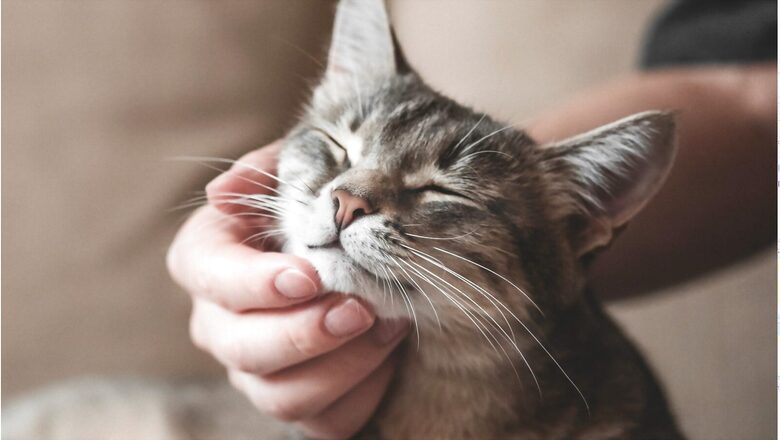 Trends That Will Drive the Growth of the Indian Pet Care Industry In 2023