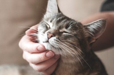 Trends That Will Drive the Growth of the Indian Pet Care Industry In 2023