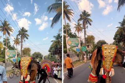 Elephant Grooves To Rajinikanth’s Kaavaalaa But There's A Twist - WATCH