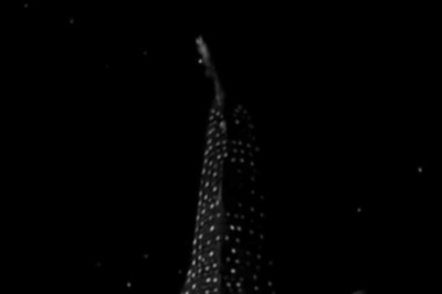 'Unbelievable': Whale Floating Through Glowing Algae in The Dark Looks Like It's in Space