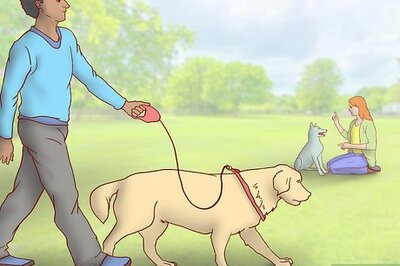 How to Maintain Social Skills in Older Dogs