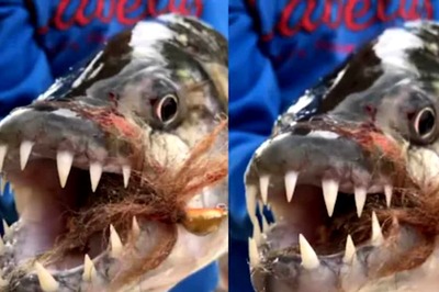 Not Piranha Or Shark, But This Fish Can Chew Crocodile Bones In 30 Seconds