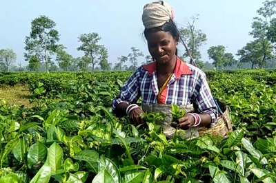 Assam Tea Union Demand 20% Puja Bonus for Workers Ahead of Festival Season, Assembly Polls