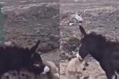 Donkey Grabs Hyena By Neck, And Then This Happened