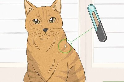 How to Keep a Cat from Running Away when It Is Moved