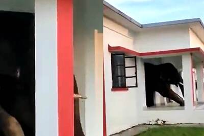 WATCH: Elephant 'Wriggles Out' Of a Building After Devouring Tasty Snacks