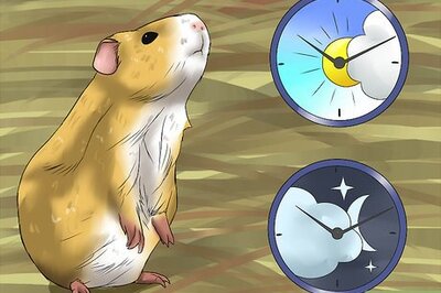 How to Diagnose Heatstroke in Guinea Pigs