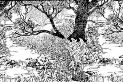 Optical Illusion: Can You Find A Woman’s Face In This Forest Sketch?