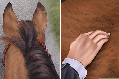 How to Spot Early Signs of Lameness in Horses