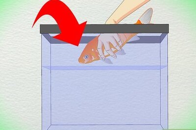 How to Draw Blood from an Adult Fish