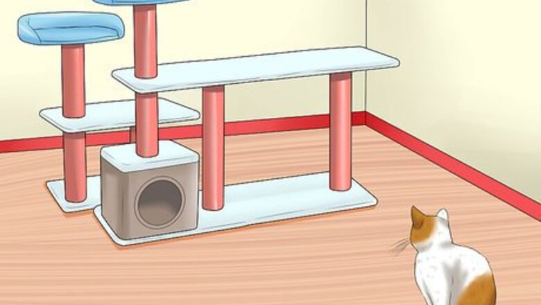 How to Care for Indoor Cats