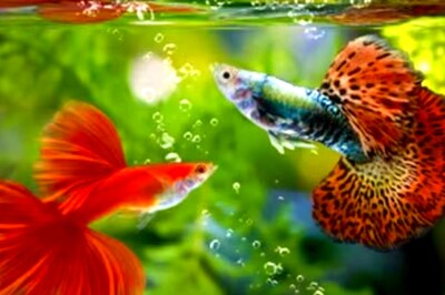 US Landlord Charges Woman Rs 16,000 For Pet Fish, Adds Monthly Fee Too