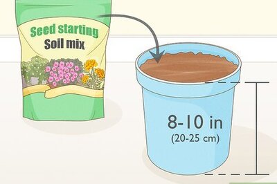 How to Grow Eryngium Foetidum