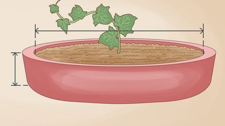 How to Grow English Ivy Indoors