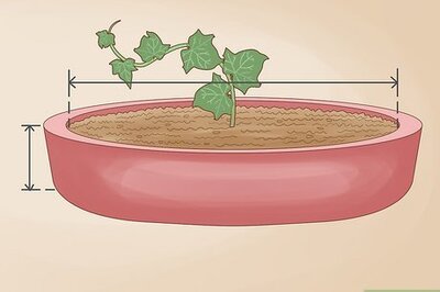 How to Grow English Ivy Indoors