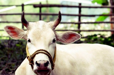 Bihar College, Popular for Accepting Cows as Fees, Sealed for Non-repayment of Bank Loan