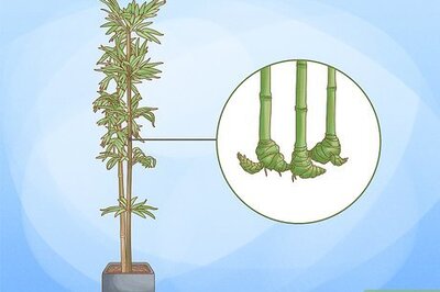 How to Plant a Clumping Bamboo