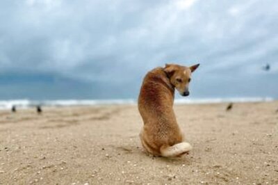 Beheaded Carcass of Three-month-old Puppy Found in Mumbai