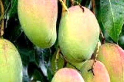 Why These Two Varieties Of Mangoes Are Popular In West Bengal's Murshidabad