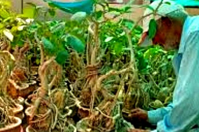 Sohanlal Dwivedi, 74-year-old Jabalpur Man, Who Grew 2500 Bonsai Plants At His House