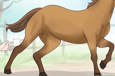 How to Train Your Horse for the Farrier
