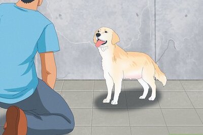 How to Care for a Neglected Dog