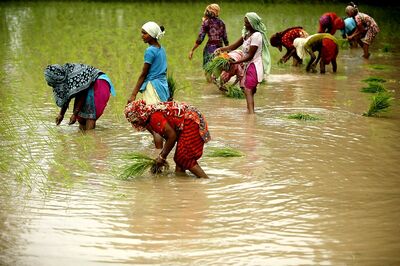 China Buys Indian Rice for First Time in Decades Amid Ladakh Row as Supplies Tighten