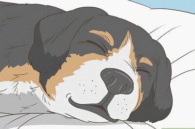 How to Tell if Your Dog Has Parvo